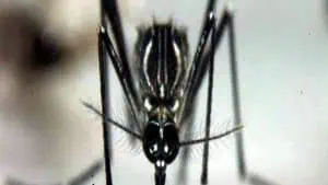 Проф. Кантарджиев: Неправилната употреба на антибиотици е по-голяма заплаха от вируса Зика