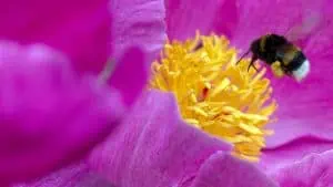 Доц. Мария Стаевска