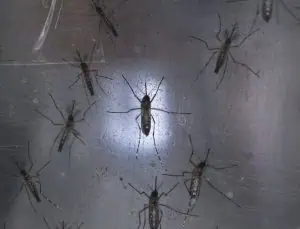 Рискът от разпространение на вируса Зика в България е умерен, твърдят учени 