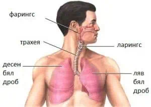 ХОББ е по-опасен от рака на белите дробове