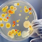 Супербактерии заплашват здравето на хора и животни в ЕС