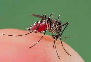 Първата в света ваксина срещу малария ще бъде изпробвана в Гана, Кения и Малави