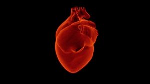 "Умни бактерии“ бързо ще възстановяват сърце след инфаркт 