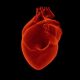 "Умни бактерии“ бързо ще възстановяват сърце след инфаркт