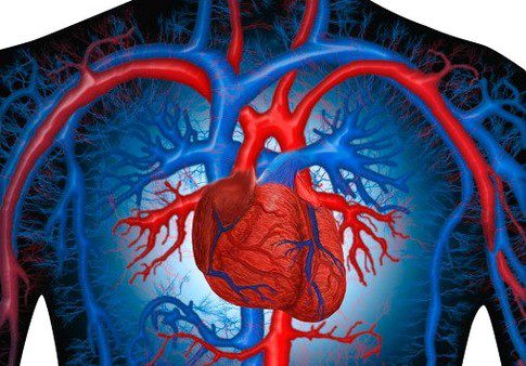 Учени: Един ден ще успеем да регенерираме мускулните клетки в нашето сърце