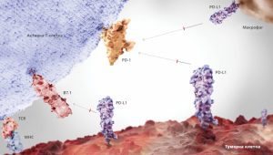Ролята на PD-L1/PD-1 в противотуморната имунотерапия