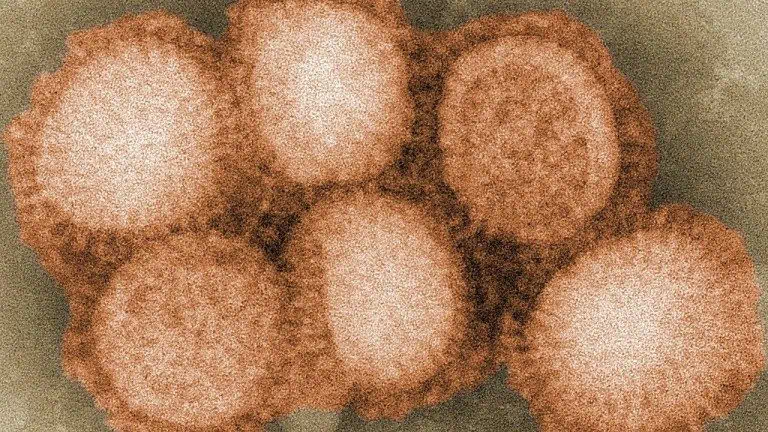 Птичи грип с щам H7N4 тръгна и по хората