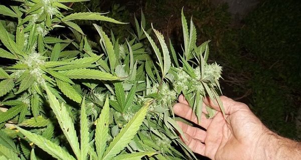 Обсъждат лекарство на основата на канабис да се дава на деца с епилепсия