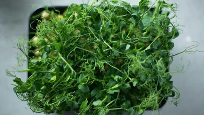 Храната на бъдещето между науката и страха Храната на бъдещето между науката и страха